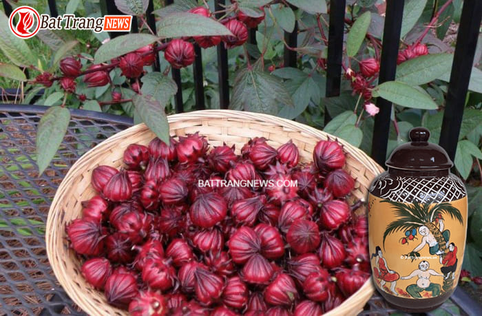 hoa hạt atiso xanh đỏ ng&acirc;m rượu