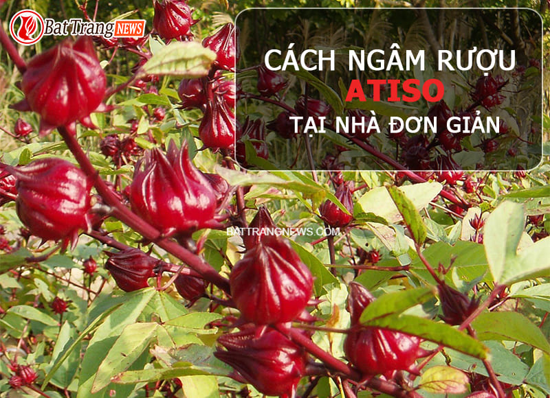 C&aacute;ch ng&acirc;m rượu hoa hạt atiso xanh đỏ tại nh&agrave;