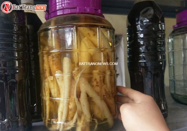 cách ngâm rượu đẳng sâm 2