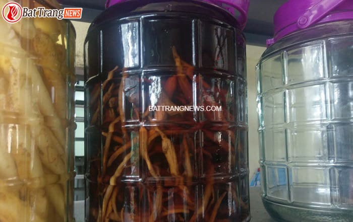 cách ngâm rượu đẳng sâm 6