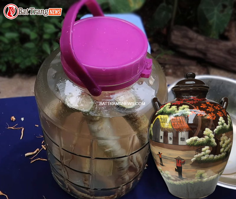cách ngâm rượu đinh lăng cả củ