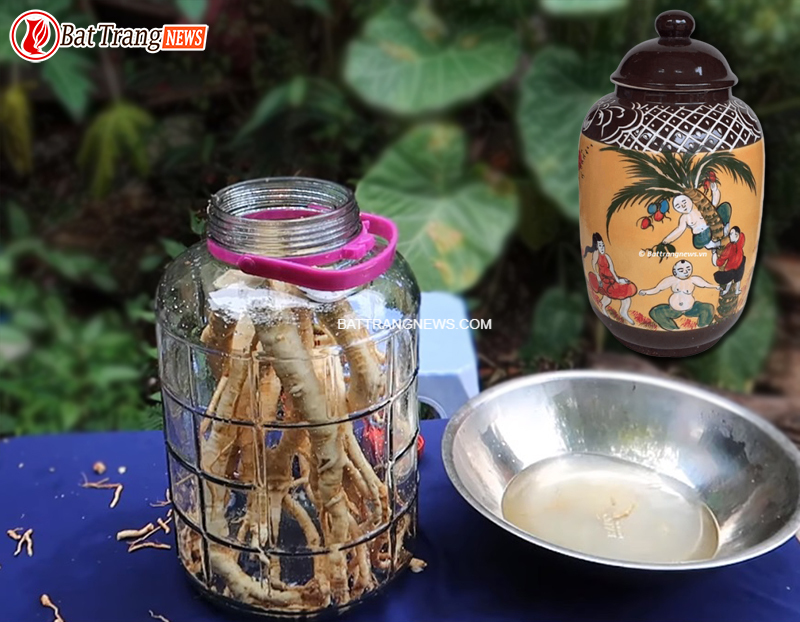 củ đinh lăng ngâm rượu có tác dụng gì