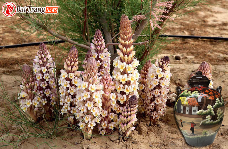 cách ngâm rượu nhục thung dung 2