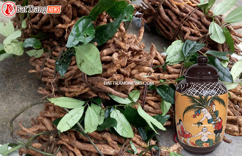 tác dụng rượu sâm đá