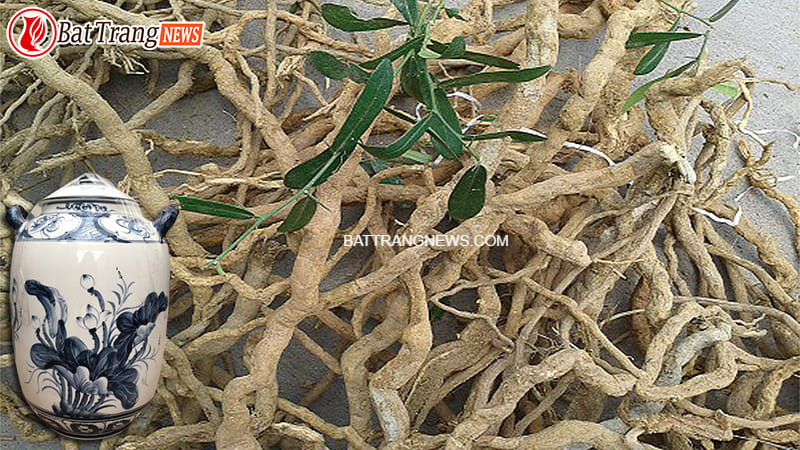 cách ngâm rượu sâm xuyên đá