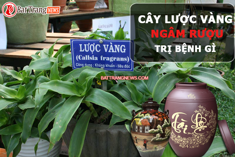 c&acirc;y lược v&agrave;ng ng&acirc;m rượu trị bệnh g&igrave;