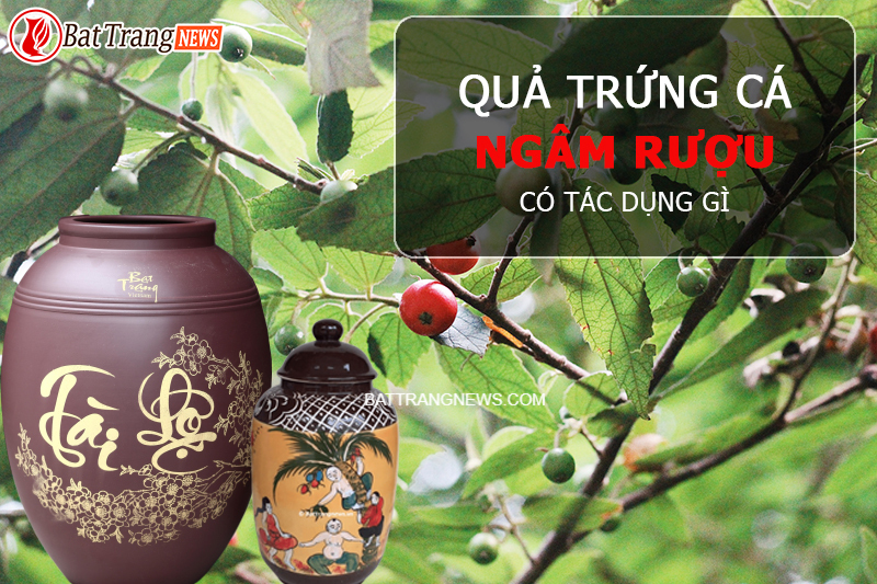 quả trứng cá ngâm rượu có tác dụng gì