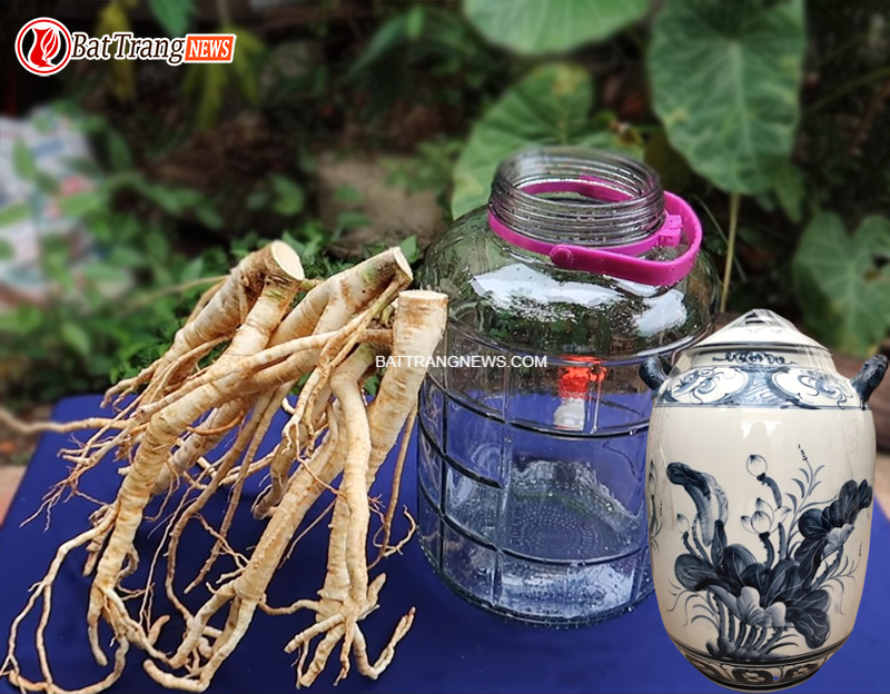 tác dụng của rượu đinh lăng
