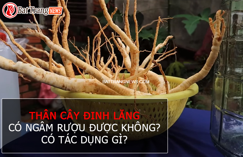 Thân cây đinh lăng có ngâm rượu được không?
