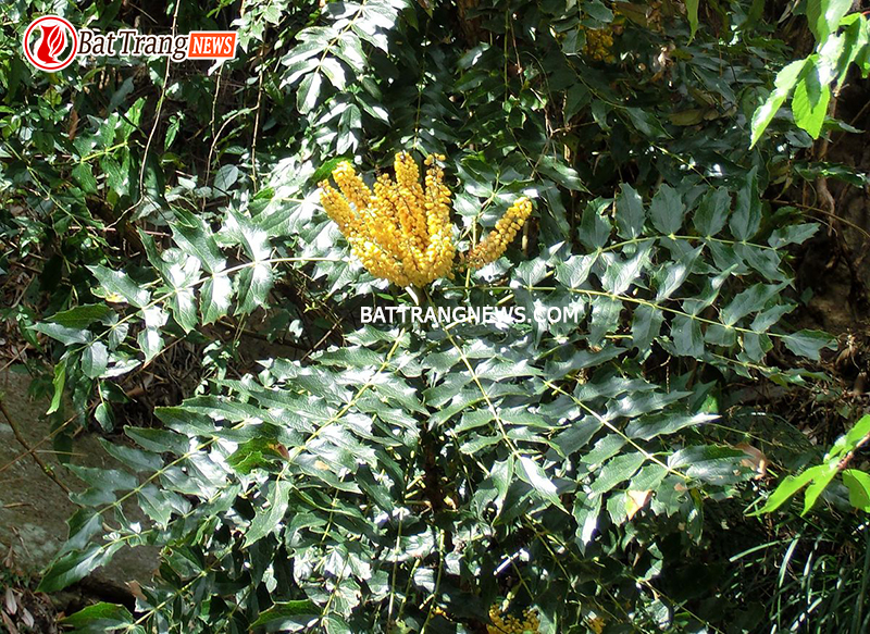 Uống lá mật gấu hàng ngày có tốt không