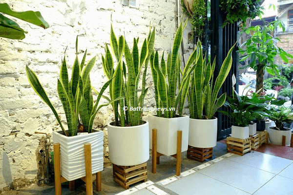 chậu cảnh gốm sứ bát tràng