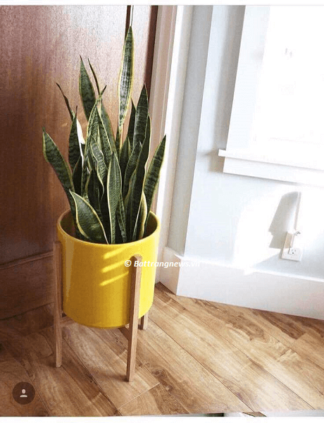 mua chậu trồng cây ở hà nội