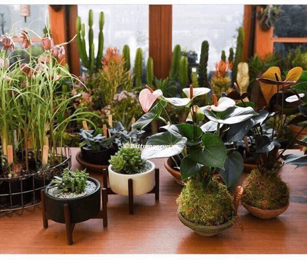 giá chậu hoa gốm sứ bát tràng bao nhiêu