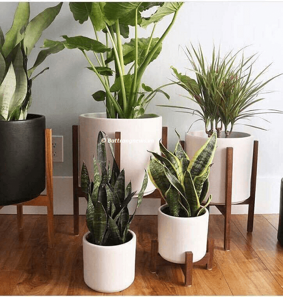 mua chậu hoa hoa gốm sứ bát tràng ở đâu