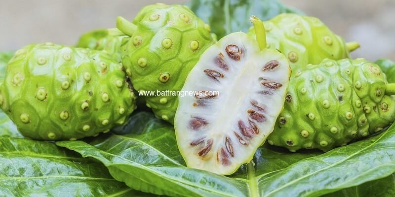 t&aacute;c dụng của quả nh&agrave;u ng&acirc;m rượu