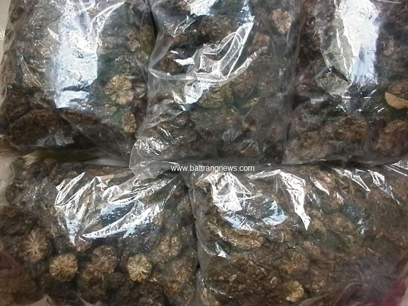 quả nh&agrave;u ng&acirc;m rượu chữa bệnh g&igrave;