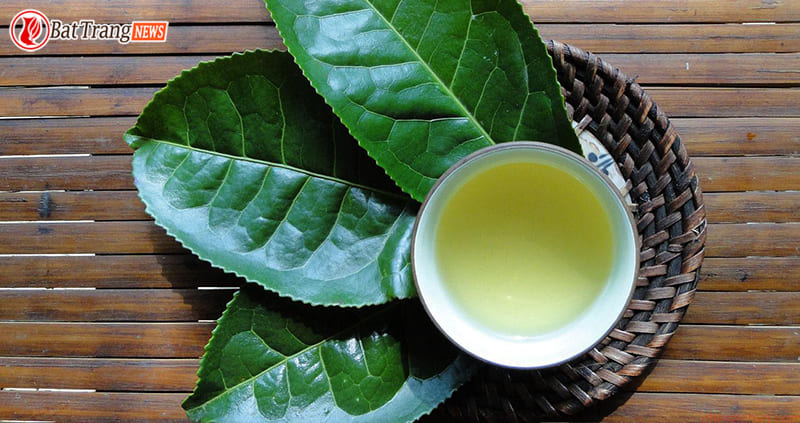 Uống ch&egrave; xanh thay nước c&oacute; tốt kh&ocirc;ng