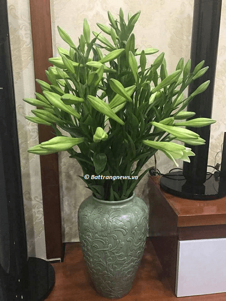 bình hoa để kệ tivi
