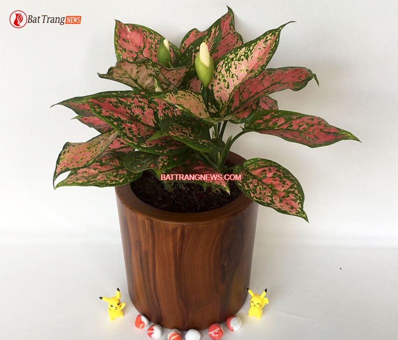 c&acirc;y cảnh để b&agrave;n thờ thần t&agrave;i