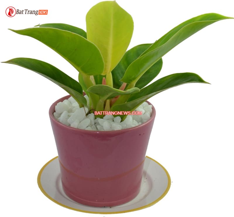 n&ecirc;n để c&acirc;y g&igrave; cạnh b&agrave;n thờ thần t&agrave;i