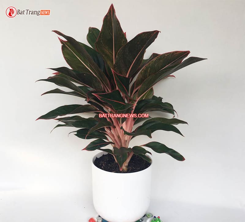 c&acirc;y g&igrave; để b&agrave;n thờ thần t&agrave;i