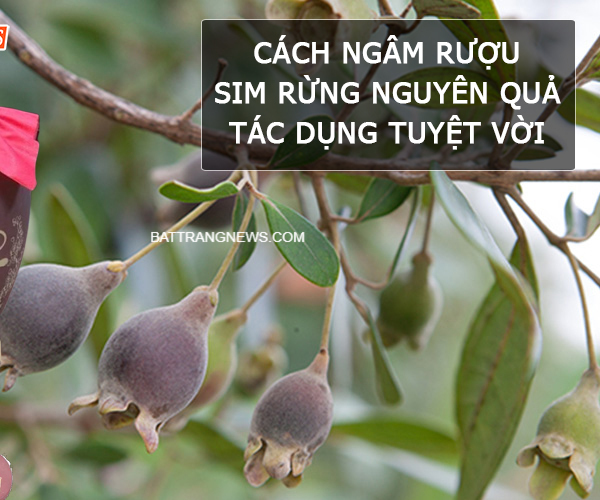 Cách ngâm rượu sim rừng nguyên quả ngon và tác dụng tuyệt vời